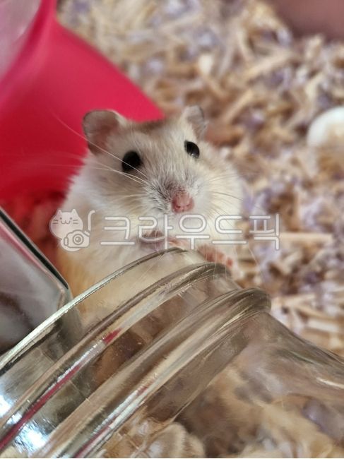 햄스터,드워프햄스터,귀여운동물,소동물,작은생명체,동물,hamster,smallanimal