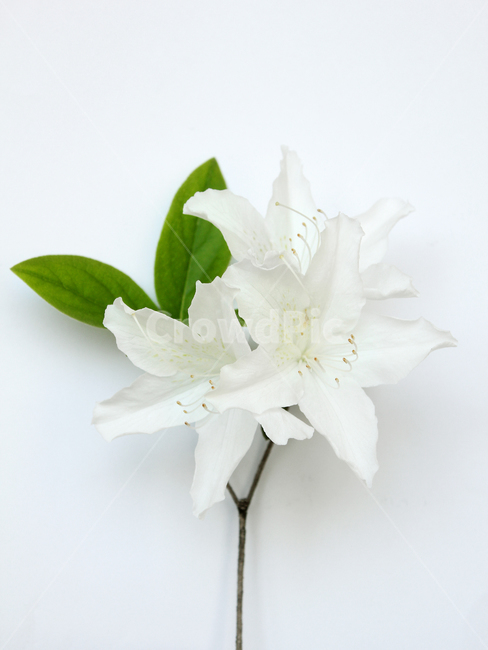 azaleas,azaleasflowers,closeup,decoration,detail,flower,fresh,green,leaf,leaves,macro,natural,nature,plant,royalazaleablossom,whiteazaleasflowers,철쭉,철쭉꽃,클로즈업,디테일,꽃,신선한,그린,녹색,잎,나뭇잎,잎사귀,자연,식물,플라워,흰배경,진달래,흰색,화이트,하얀색,식물,자연,plants,nature,꽃,flower,누끼,remove background