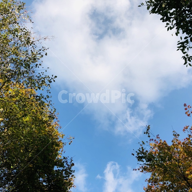 tree,나무,plant,식물,하늘