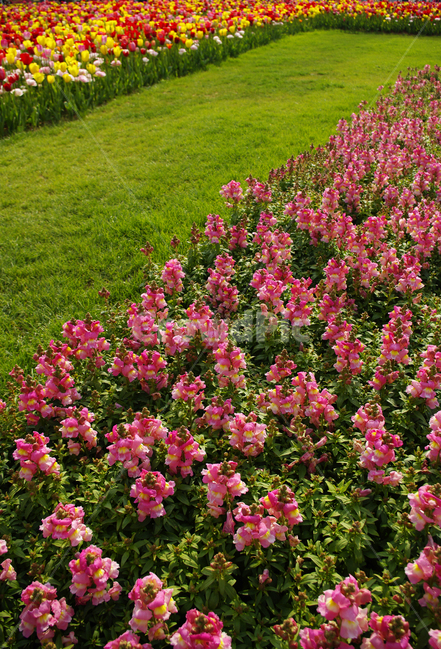 금어초,식물,flower,plants,꽃,꽃봉오리,color,축제,festival,꽃밭,식물,자연,plants,nature,꽃,flower