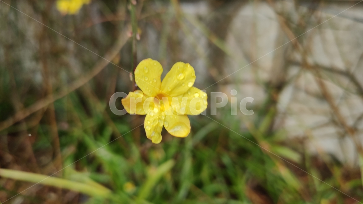 영춘화,중국원산,개나리의꽃,노란꽃,개나리,봄,봄꽃,blossom,plant,식물,flower,꽃