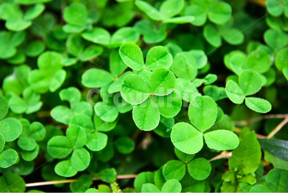 클로버,네잎클로버,행운,초록,식물,plant,잎,leaf,식물,자연,plants,nature