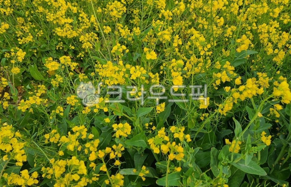 유채꽃,꽃,봄,제주도,제주유채꽃,식물,자연,들,flower,spring,jeju,plant,nature,rapeblossom