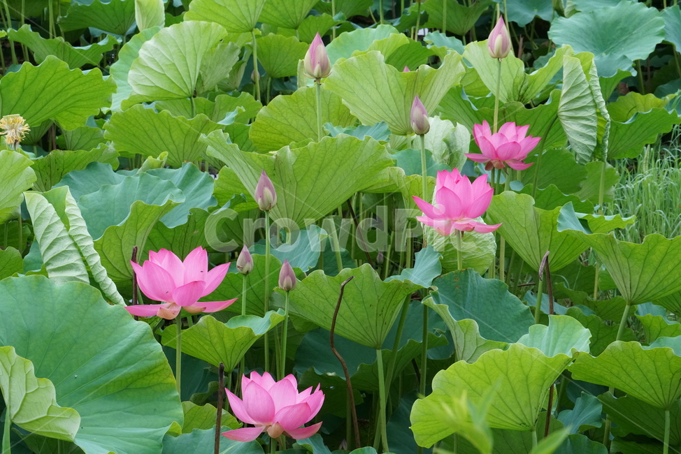 연꽃,련꽃,수초,식물,iotus,담수초,수중식물,수련과