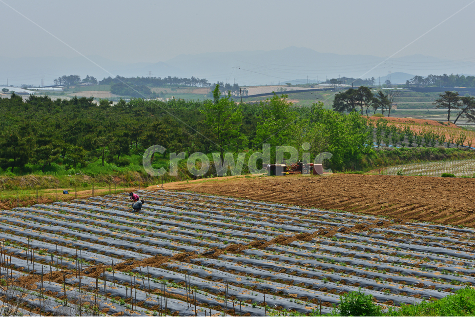 nature,자연,outdoors,옥외,soil,흙,ground,바닥,전북,고창,학원농장,농장,고구마밭,농사비닐,비닐,농업,농사,경작,영농,농경,산업,industry,industrial,농업,농사,agriculture,farming,farming industry