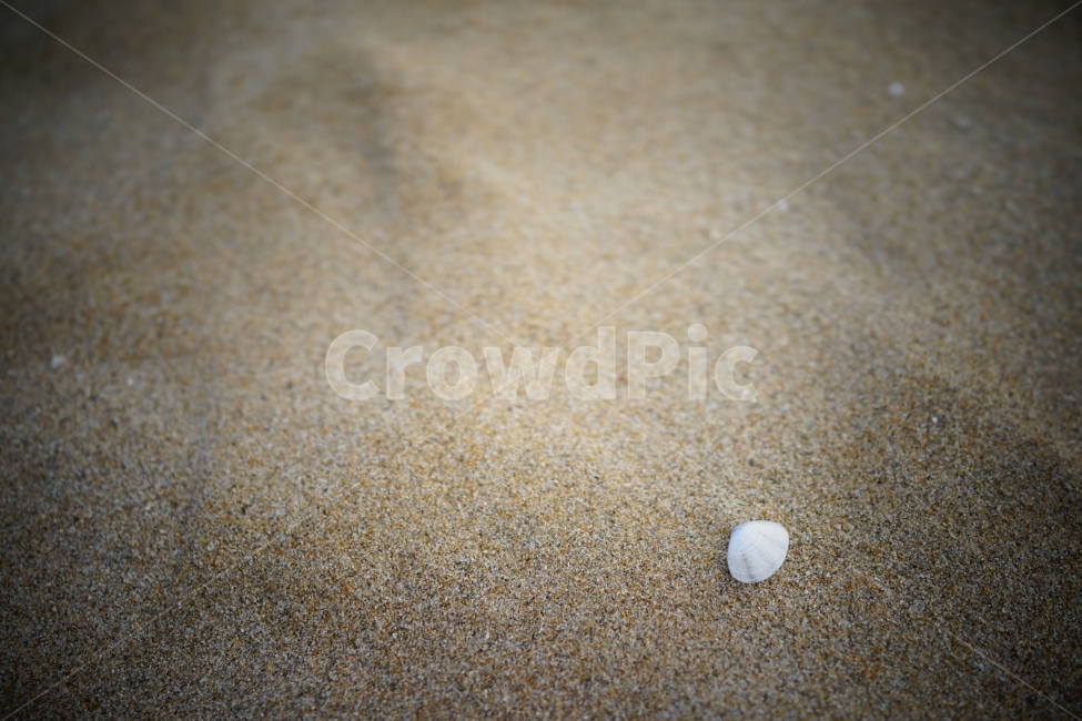 조개,모래,바다,백그라운드,모래사장,야외,자연,주간,풍경,해변,해변,바다,beach,sea