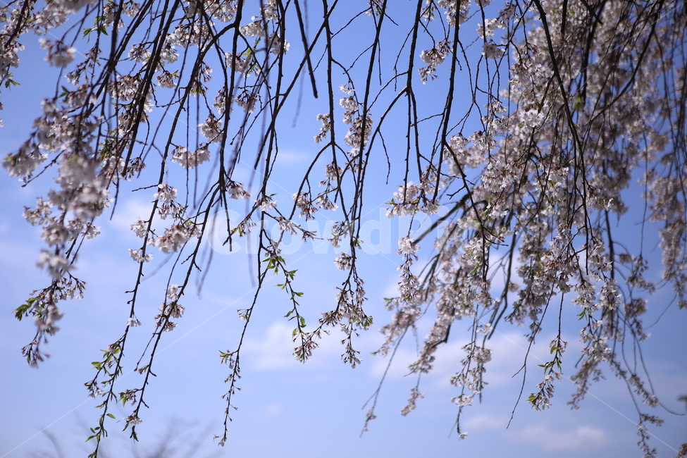 꽃,꽃잎,버들벚꽃,봄,향기,하늘,구름,봄,계절,spring,season,식물,자연,plants,nature,꽃,flower,tree,나무,plant