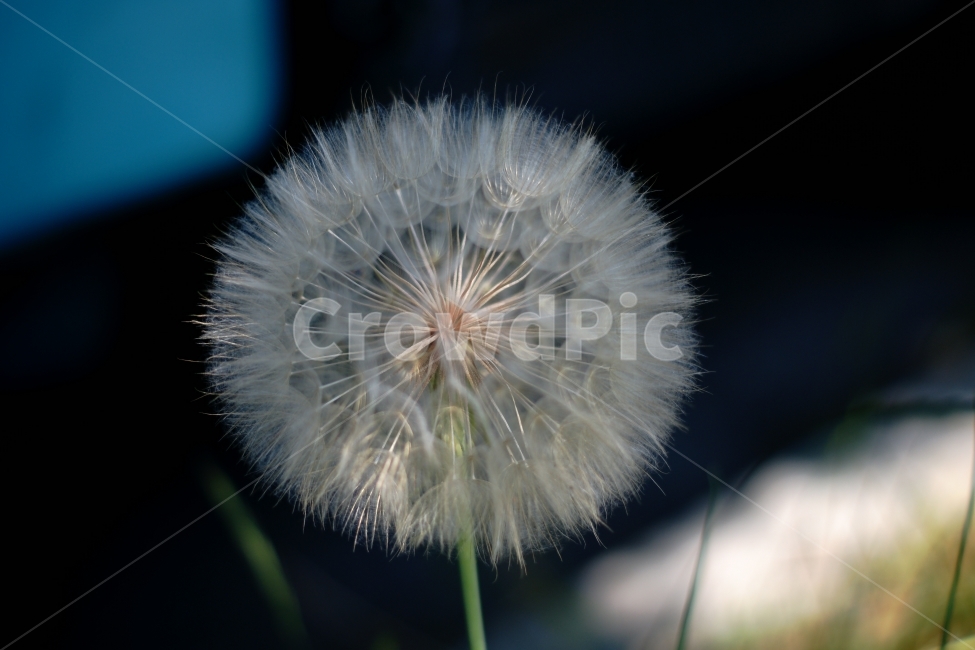 꽃,민들레,민들레홑씨,식물,꽃사진,flower,들꽃,식물,자연,plants,nature,꽃,flower