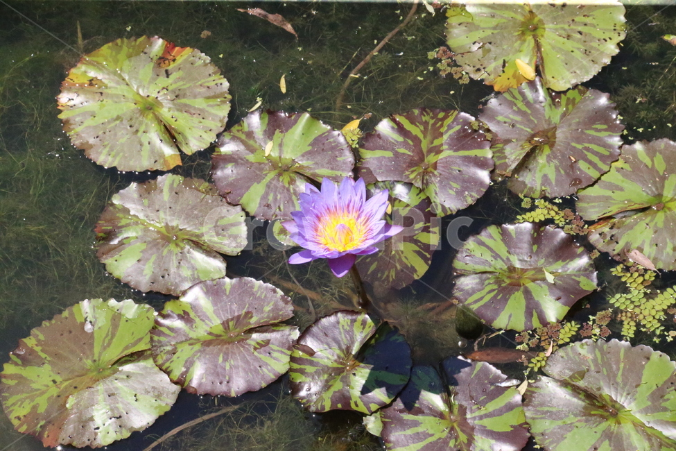 꽃,수련,화사함,축제,호수