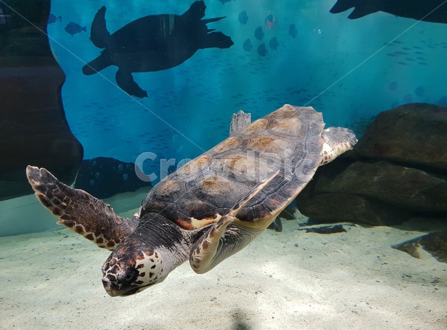 animal,동물,turtle,터틀,거북이,바다,물,해양