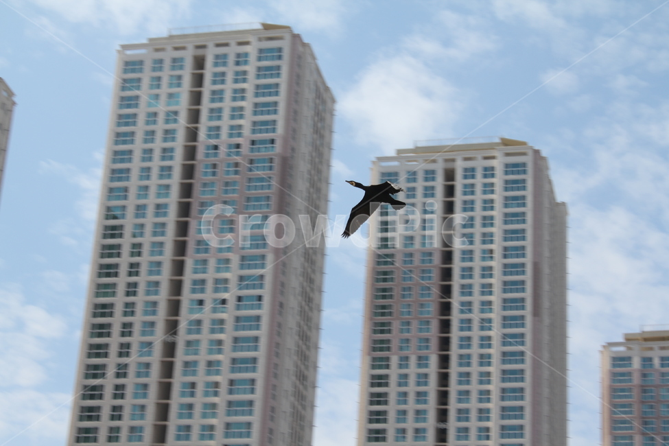 새,조류,건물,하늘,하늘을나는새,도시,풍경,city,landscape,한국도시풍경,한국도시경관,korea cityscape,bird,animal,동물,building,high rise,고층 건물,시티,town,urban,어반,metropolis,중심지