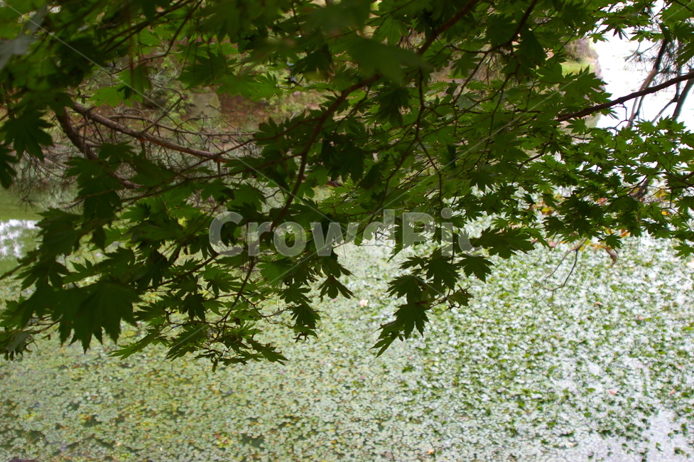 연못,초록,클로즈업,접사,plant,식물,leaf,잎,tree,나무,식물,자연,plants,nature