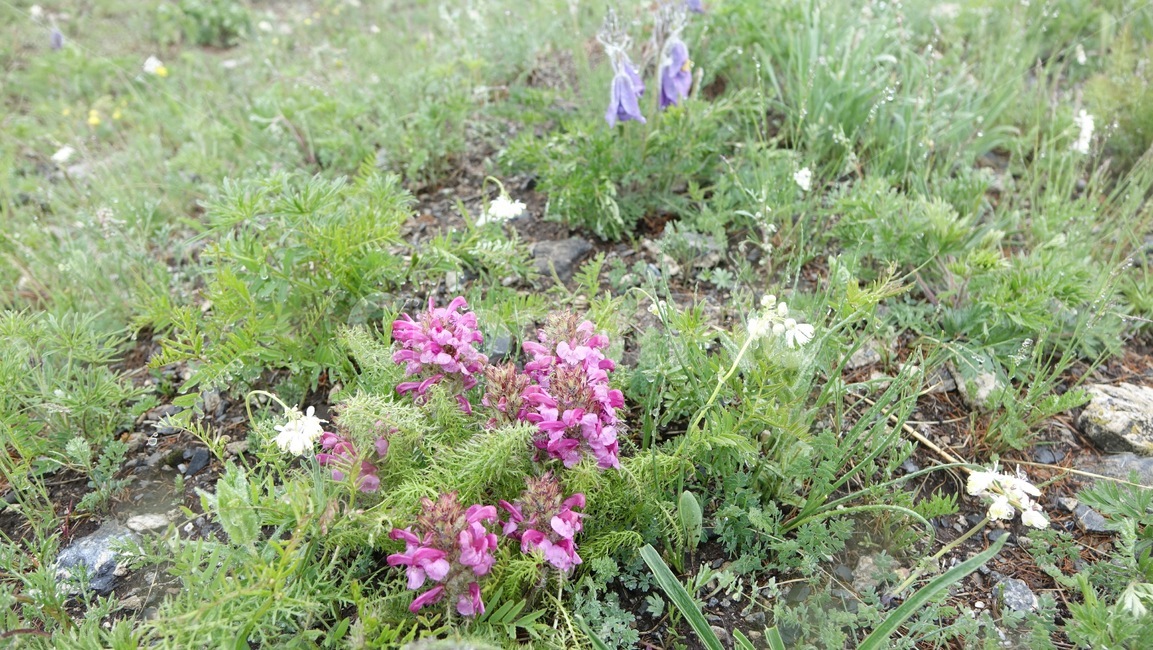 풍경,야외,꽃,야생화,field,green,flower,nature,자연,몽골,초원