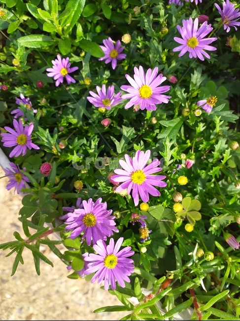 꽃,보라색,자연,노랑색,초록색