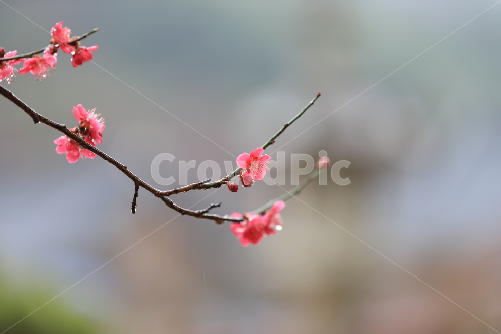 봄꽃,구례,화엄사,홍매화,봄,봄,계절,spring,season,식물,자연,plants,nature,꽃,flower,plant,blossom
