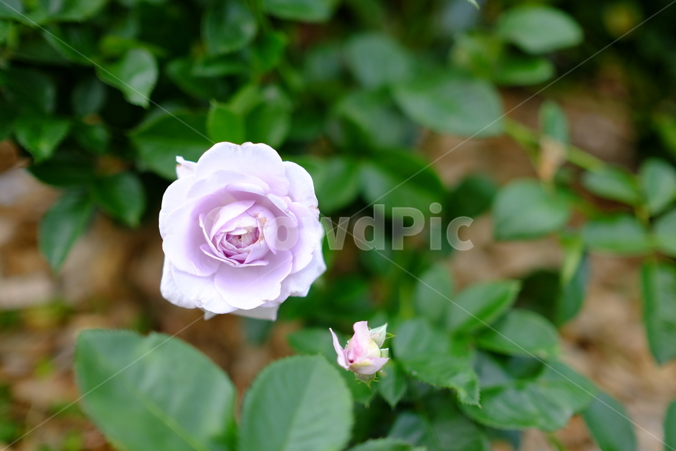 꽃,장미,장미꽃,여름,식물,blossom,flower,rose