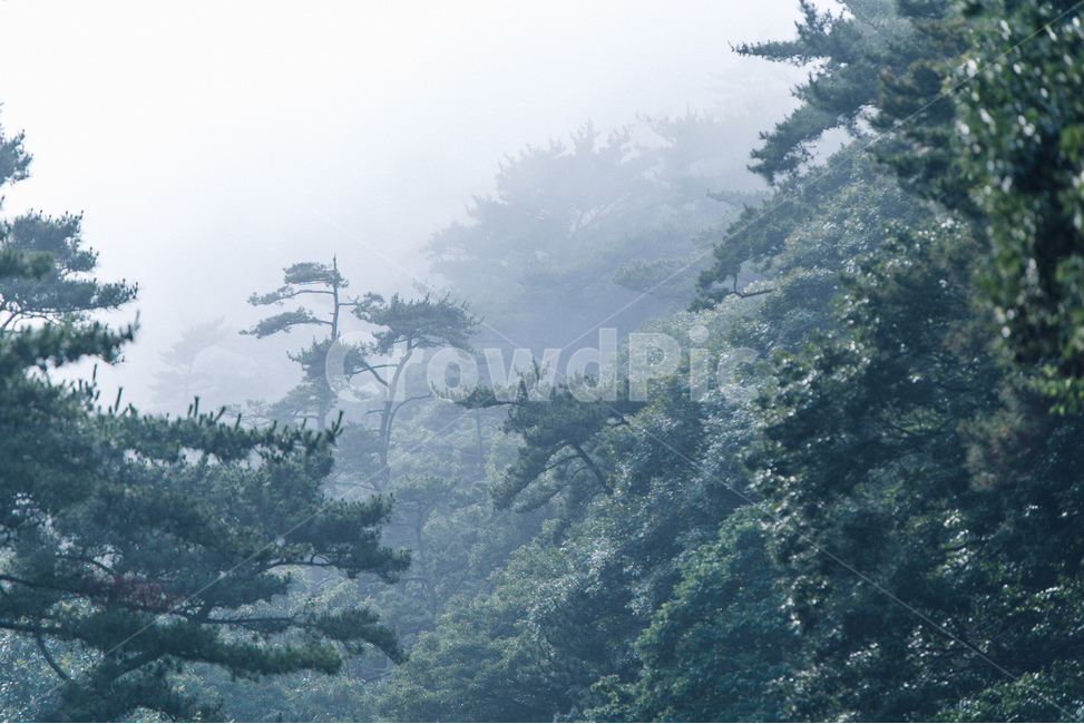 안개,해무,숲,나무,풍경,자연,풍경,nature,landscape,휴식,힐링,rest,relaxation,healing,weather,날씨,outdoors,옥외