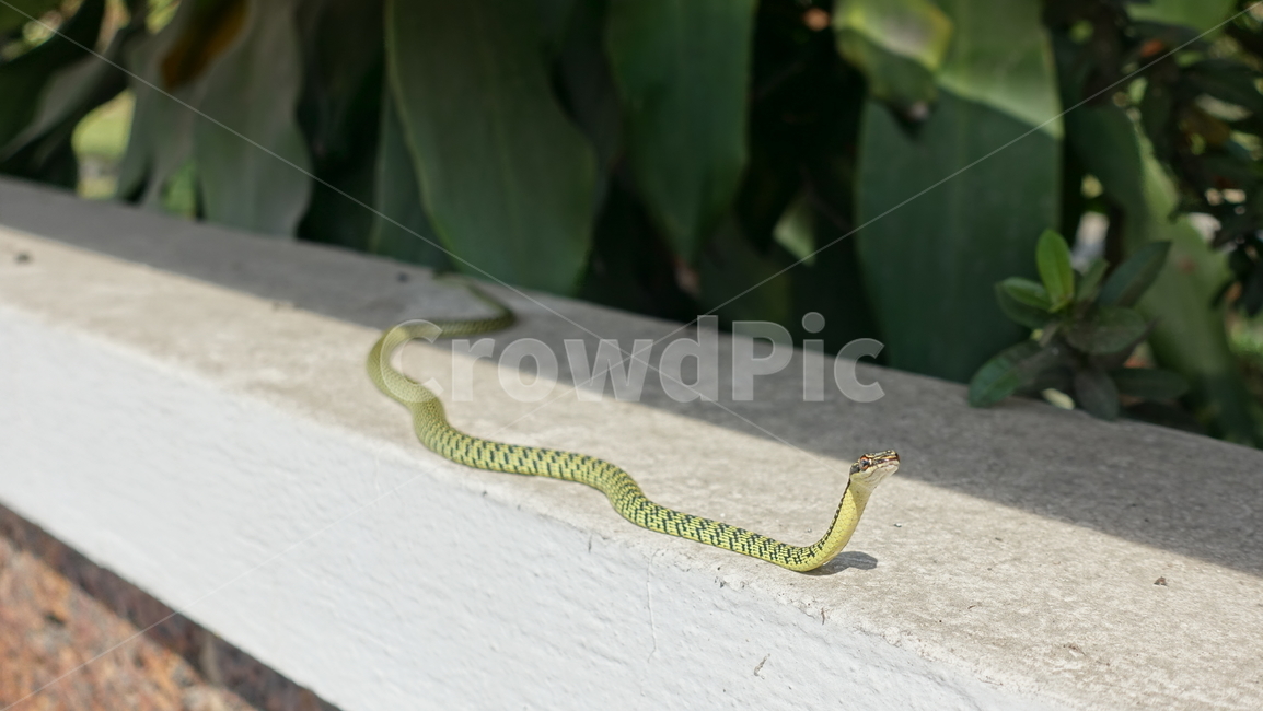 animal,동물,snake,뱀,그린,green,초록,작은뱀,초록뱀