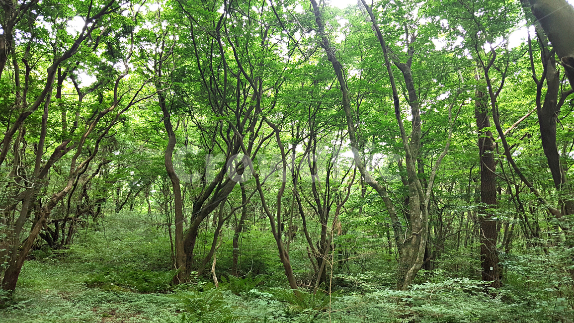 숲,나무,나뭇잎,식물,plant,tree,vegetation,초목,treetrunk,나무줄기,outdoors,옥외,woodland,삼림지,land,nature,자연,forest