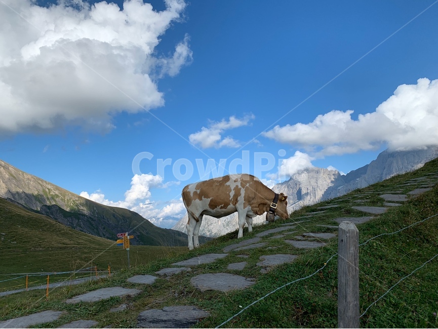 스위스,피르스트,소,자연,field,들,cow,nature,목초지,동물,animal,포유류,mammal,목축업,목장,livestock farming,ranching,pasture