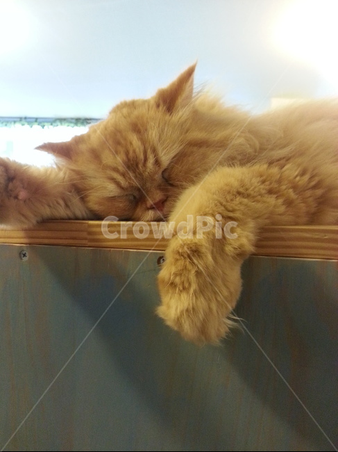 동물,고양이,냐옹이,냥이,cat,청소,고양이,cat,kitten,kitty