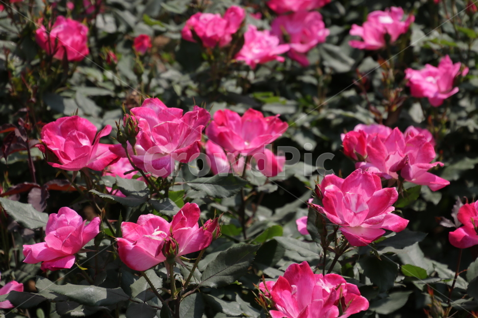 장미,봄,늦봄,화려한,예쁜,꽃,봄꽃,봄꽃축제,장미공원,rose,red,colorful,spring,flower,flowerfestival,beautiful,분홍,분홍색,핑크,꽃밭,pink,garden,정원,꽃봉우리,blossom,식물,자연,plants,nature,꽃,flower