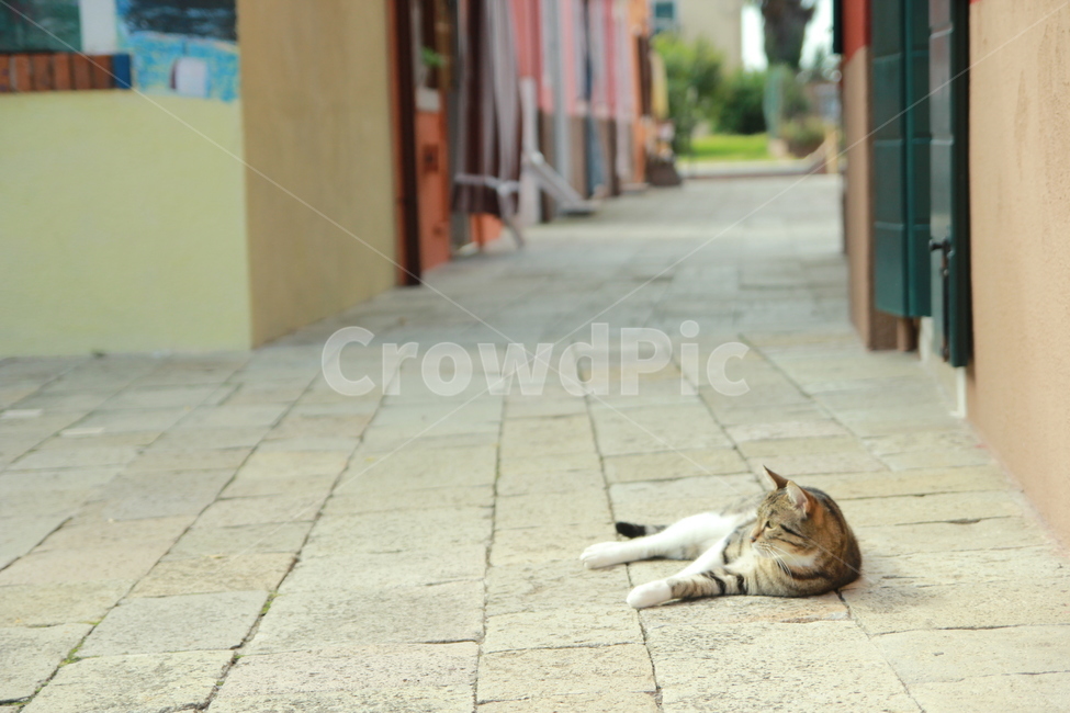 고양이,길고양이,부라노섬,이탈리아,길거리,동물,골목길,alley,해외,외국,세계,foreign,oversea,world,동물,animal,포유류,mammal,고양이,cat,kitten,kitty