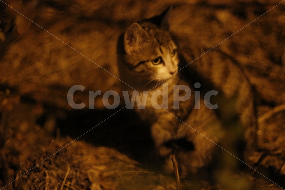 고양이,반려동물,유기묘,길냥이,애완동물,cat,pet,kitten,아기고양이,코숏,코리안숏헤어,동물,animal,캣맘,캣대디,동물,animal,고양이,cat,kitten,kitty,포유류,mammal