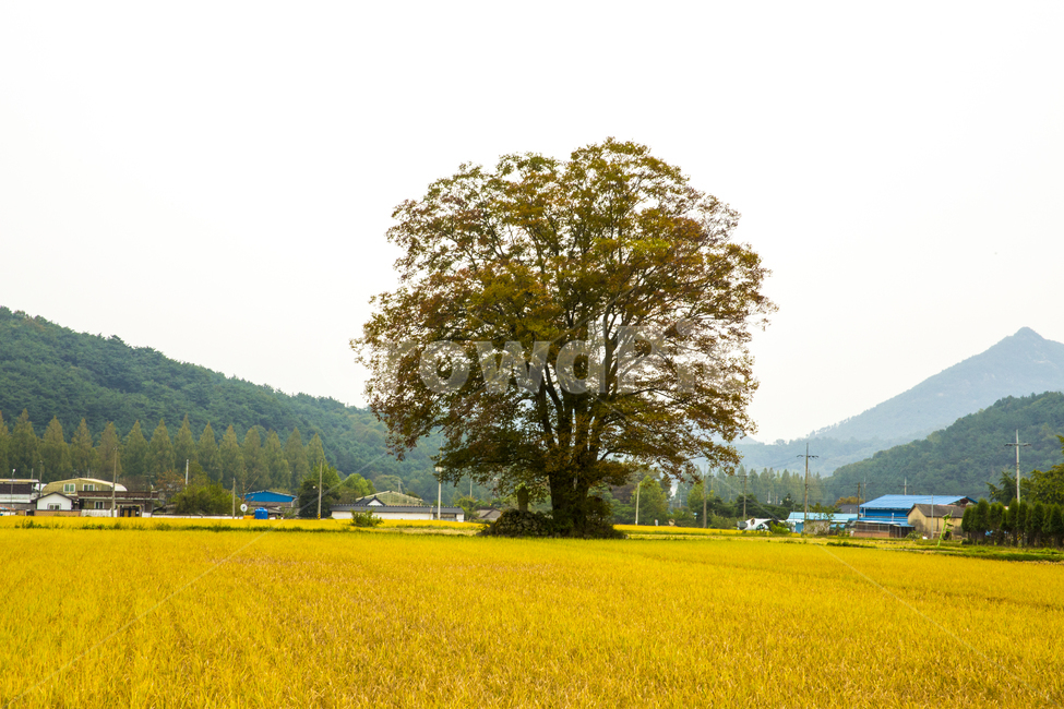 자연,풍경,가을,황금들판,들판,들녘,벼논,수확기,추수,나무,느티나무,노거수,고목,단풍,시골,하늘,농촌,산