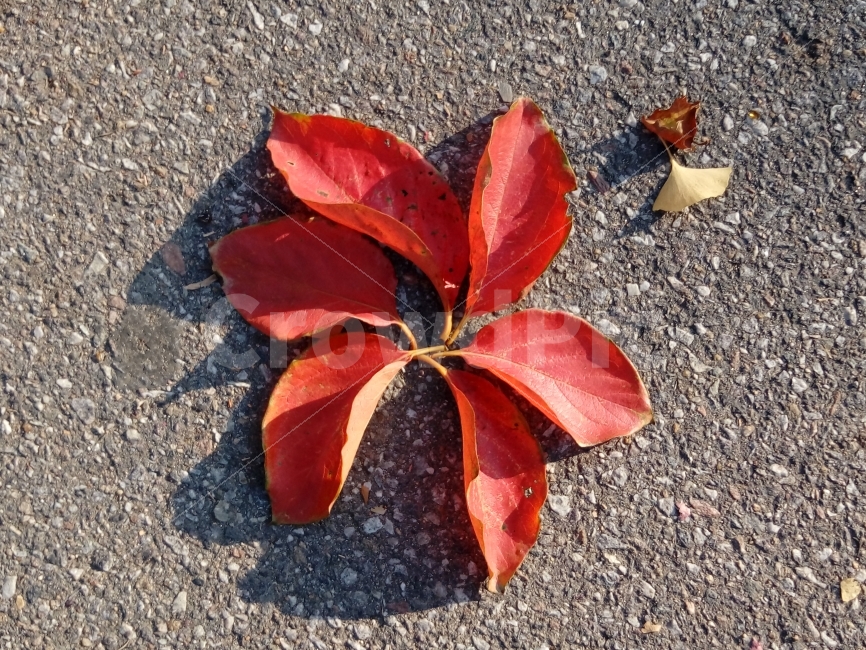 잎,나뭇잎,빨간잎,Red,nature,자연,autumn,fall,season,가을,낙엽,단풍,식물,plants,가을,계절,fall,autumn,season,식물,자연,plants,nature,leaf,plant,ground,바닥,asphalt,아스팔트