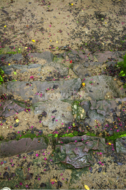 꽃잎,낙화,돌,바닥,꽃,flower