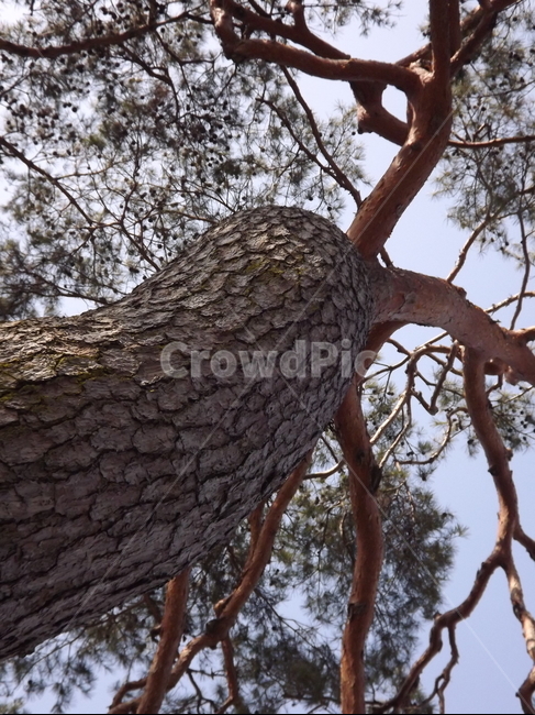 의림지,소나무,나무,유원지,숲,자연,식물,자연,plants,nature,나무,trees,wood