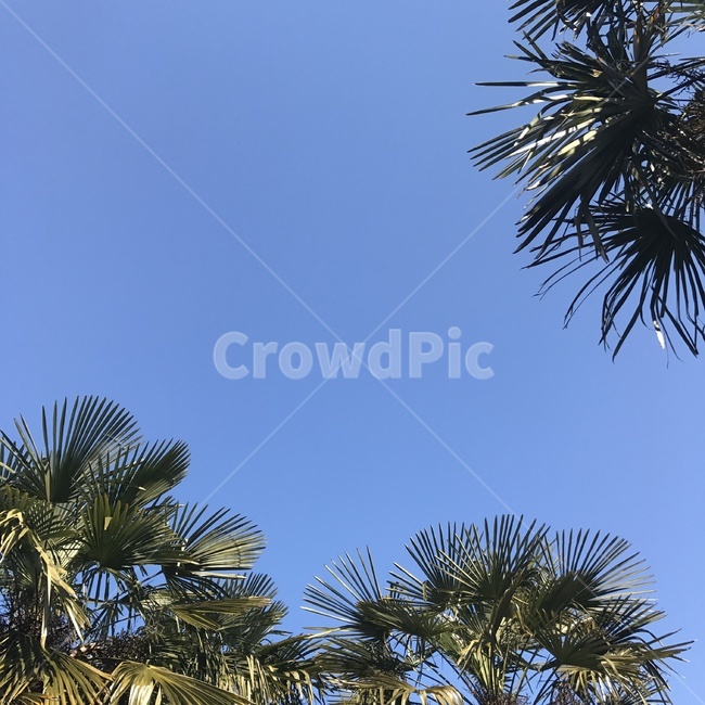하늘,파란,나무,초록,nature,식물,plant,tree,sky,자연,풍경,nature,landscape