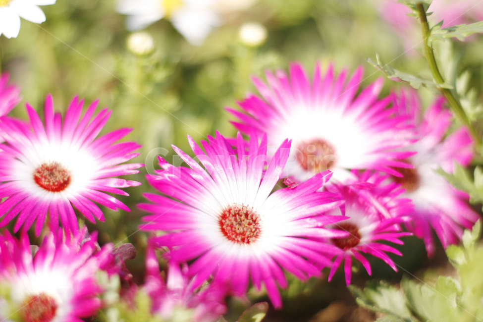 plant,식물,꽃,분홍,핑크,pollen,식물,자연,plants,nature,꽃,flower