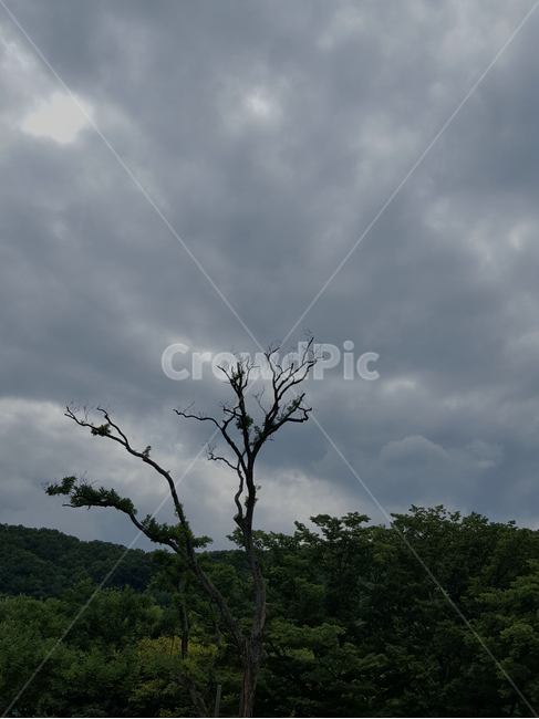 구름많은하늘,cloud,sky,흐린날,tree