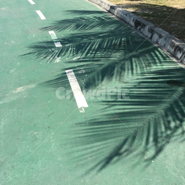 그림자,감성,야자수,여름,summer,휴양지,shadow,휴양,휴식,힐링,rest,나뭇잎,tree,도로,시멘트,감성사진,분위기,감정,sensible,feeling,emotion,색감,color,컬러,색상,색채,색깔,colorsense,colorsensitivity,feelingofcolor