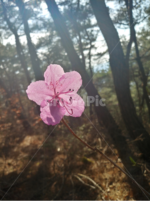 봄,분홍꽃,꽃,한송이,flower,plant,야생화