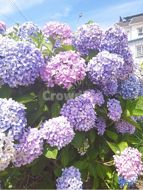 plant,식물,flower,꽃,blossom,식물,자연,plants,nature,꽃,flower