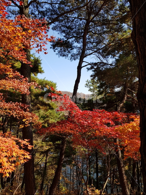 단풍,청남대단풍,단풍나무,가을,단풍잎,대청호단풍,가을단풍,빨간단풍,노란단풍