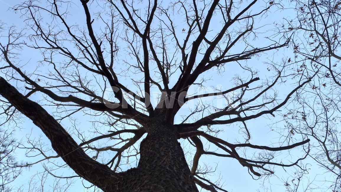 나무가지,tree,나무,plant,식물,treetrunk,나무줄기,식물,자연,plants,nature,나무,trees,wood
