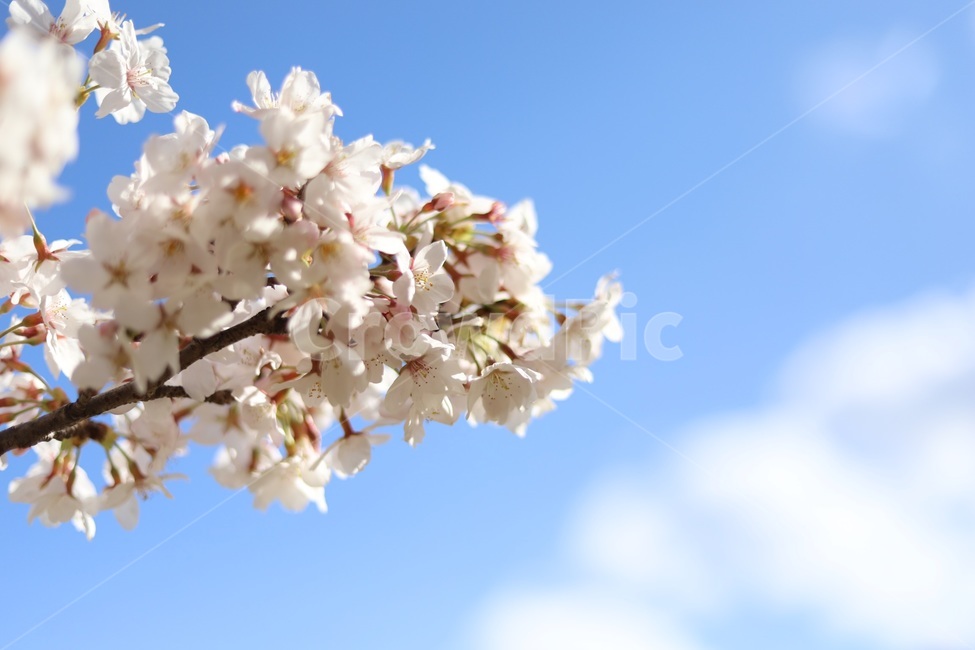 벚꽃,분홍,팝콘,하늘,꽃놀이,핑크,자연,풍경,nature,landscape,꽃,flower,나무,trees,wood,plant,식물