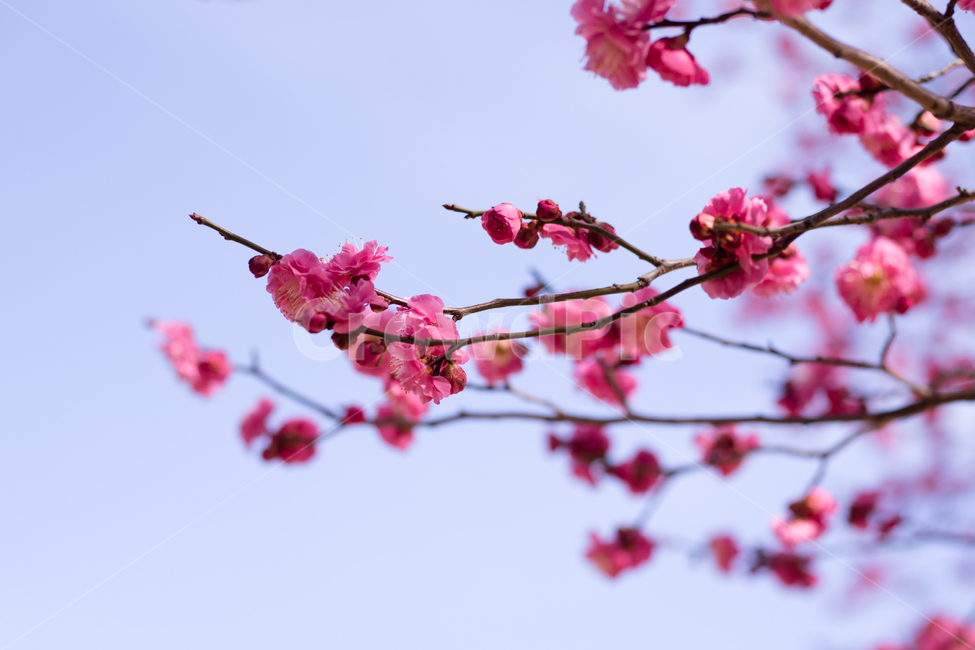 홍매화,유엔공원,매화,봄꽃,매화꽃,매실,나무,식물,자연,봄,계절,spring,감성,봄,계절,spring,season,plant,flower,꽃,blossom