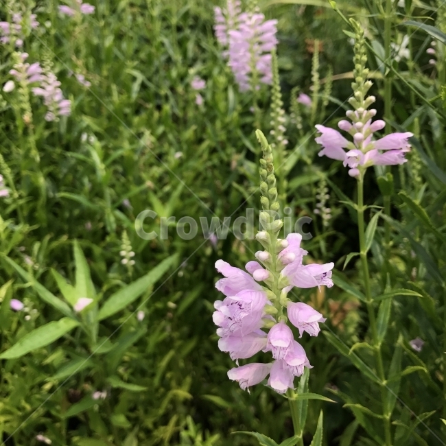 꽃범의꼬리,피소스테기아,Physostegia,ObedientPlant,꿀풀과,여러해살이풀,호랑이꼬리,열매꽃,약재,식물,꽃,Flower,식물,자연,plants,nature,꽃,flower