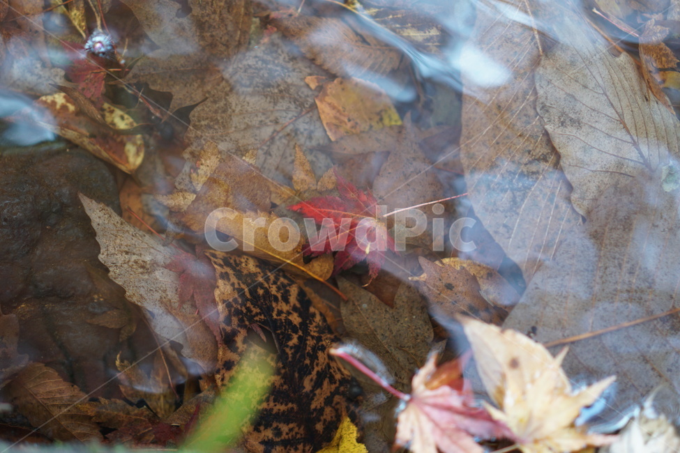 단풍,단풍놀이,가을,낙엽,가을산,힐링,가을,계절,fall,autumn,season,plant,식물,leaf,잎,tree,나무,maple