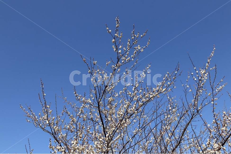 매화,꽃,자연,봄꽃,식물,계절,plants,nature,spring,season,flower,백매화,나무,tree,봄,봄,계절,spring,season,식물,자연,plants,nature,꽃,flower,outdoors,옥외,ice,빙