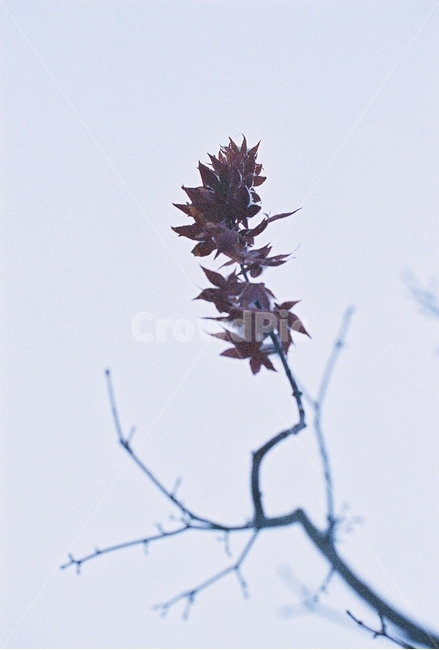 당단풍나무,단풍잎,서리,식물,계절,필름,maple,plants,jackfrost,식물,자연,plants,nature,감성,sensible,feeling