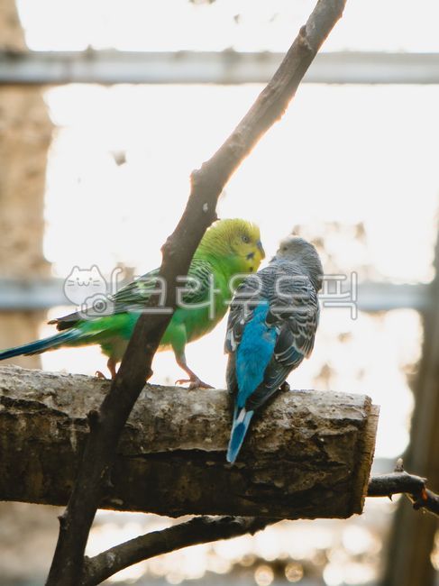 동물, animal, 잉꼬, parrot, 앵무새, 사진,이미지,일러스트,캘리그라피 - 칫사작가