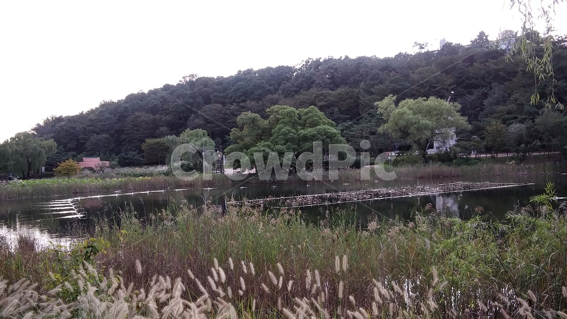 grass,plant,식물,lawn,잔디,호수,연못,나무,분수,tree,공원,자연,풍경,nature,landscape