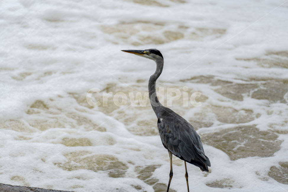 왜가리,새,조류,야생,bird,nature,water,동물,사냥중,동물,animal,조류,새,birds