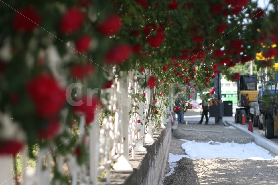 자연,식물,장미,빨간장미,담벼락,식물,자연,plants,nature,꽃,flower